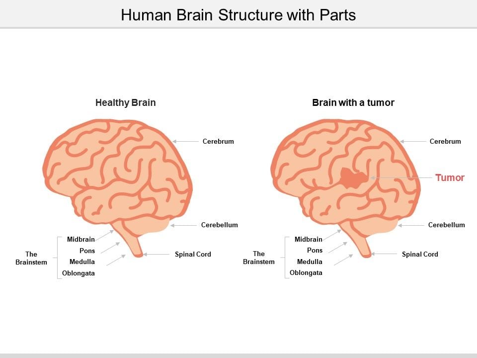 Human Brain Structure With Parts Ppt Powerpoint Presentation Gallery Human Brain Structure With Parts Ppt Powerpoint Presentation Gallery