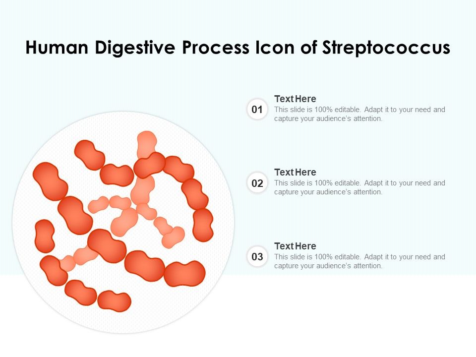 Human_Digestive_Process_Icon_Of_Streptococcus_Ppt_PowerPoint_Presentation_Styles_Graphics_Example_PDF_Slide_1.jpg