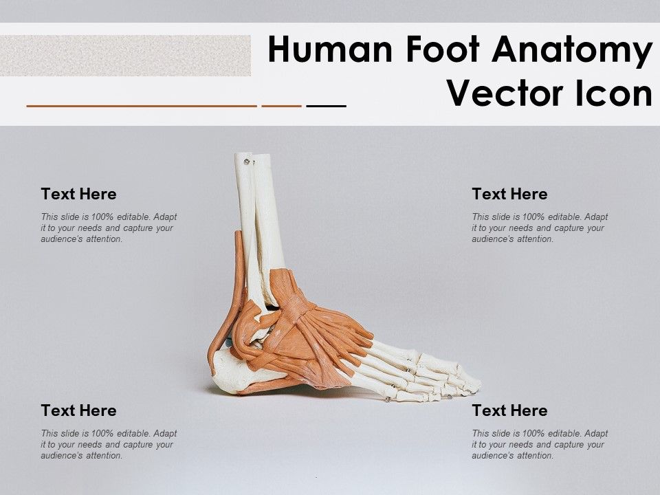 Human_Foot_Anatomy_Vector_Icon_Ppt_PowerPoint_Presentation_Outline_Graphics_Example_PDF_Slide_1.jpg