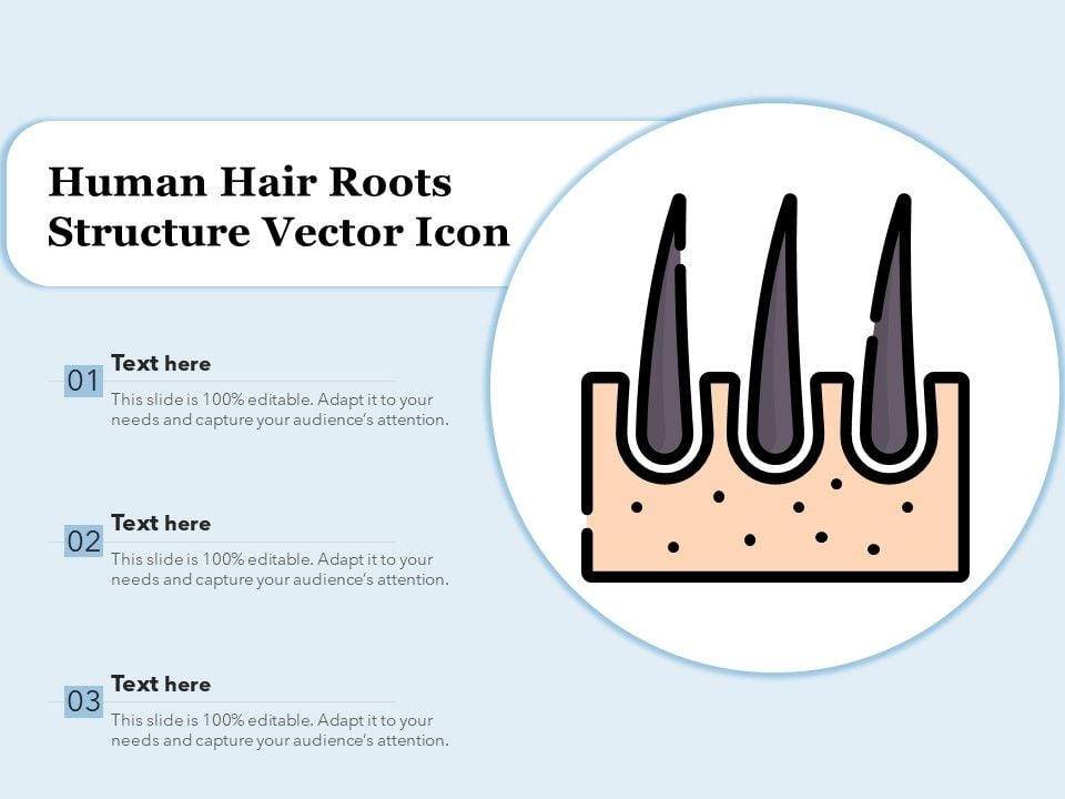 Human_Hair_Roots_Structure_Vector_Icon_Ppt_PowerPoint_Presentation_Outline_Example_PDF_Slide_1.jpg