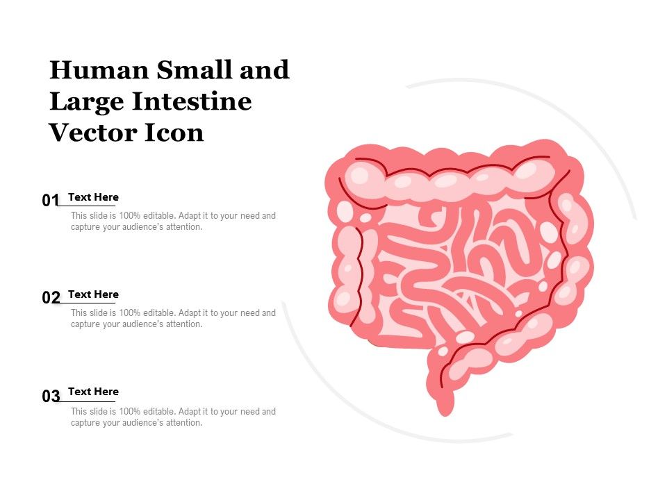 Human_Small_And_Large_Intestine_Vector_Icon_Ppt_PowerPoint_Presentation_Icon_Grid_PDF_Slide_1.jpg