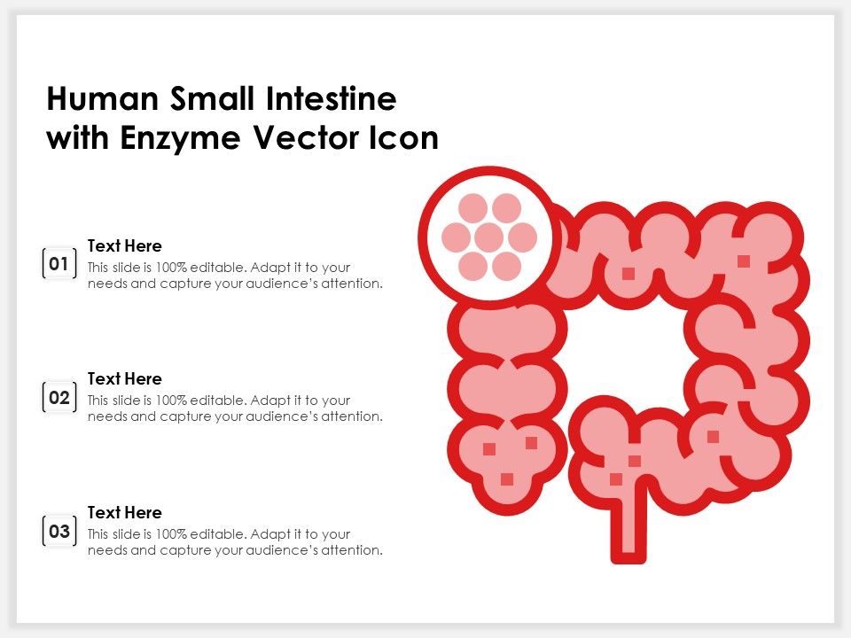 Human_Small_Intestine_With_Enzyme_Vector_Icon_Ppt_PowerPoint_Presentation_Portfolio_Summary_PDF_Slide_1.jpg