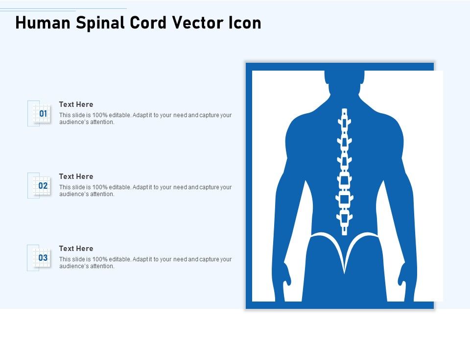 Human_Spinal_Cord_Vector_Icon_Ppt_PowerPoint_Presentation_Gallery_Gridlines_PDF_Slide_1.jpg