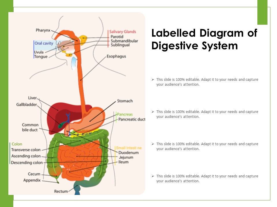 Labelled_Diagram_Of_Digestive_System_Ppt_PowerPoint_Presentation_Icon_Introduction_PDF_Slide_1.jpg