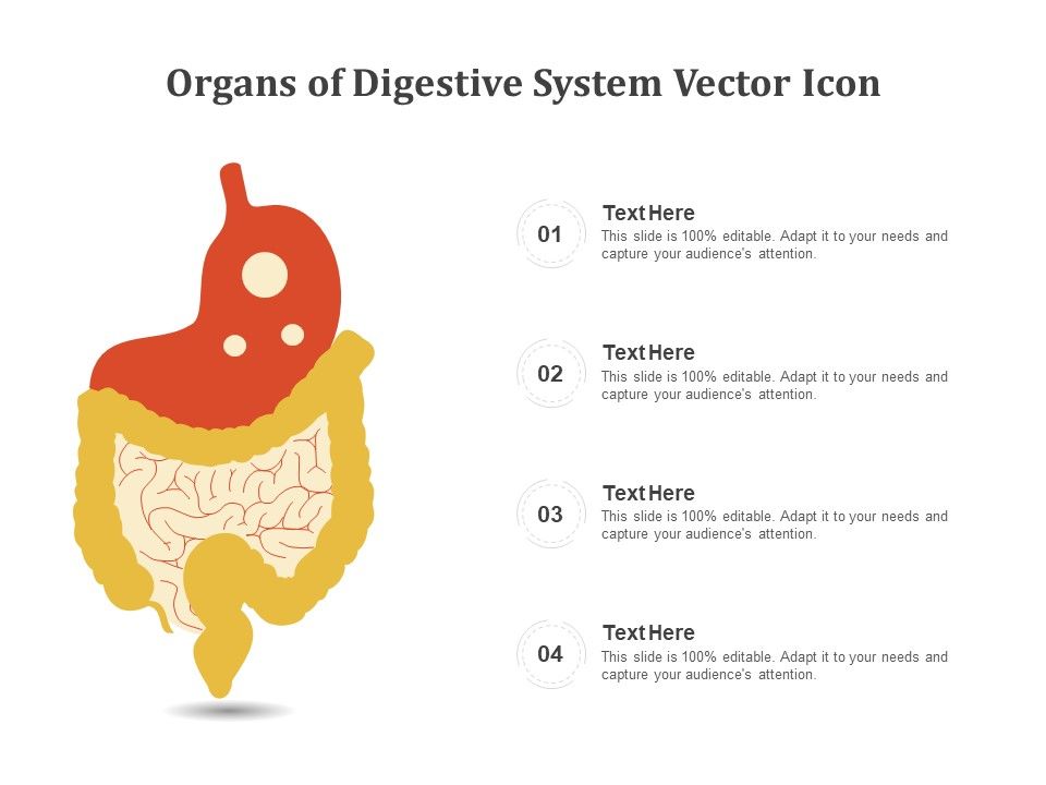 Organs_Of_Digestive_System_Vector_Icon_Ppt_PowerPoint_Presentation_Pictures_Outfit_PDF_Slide_1.jpg