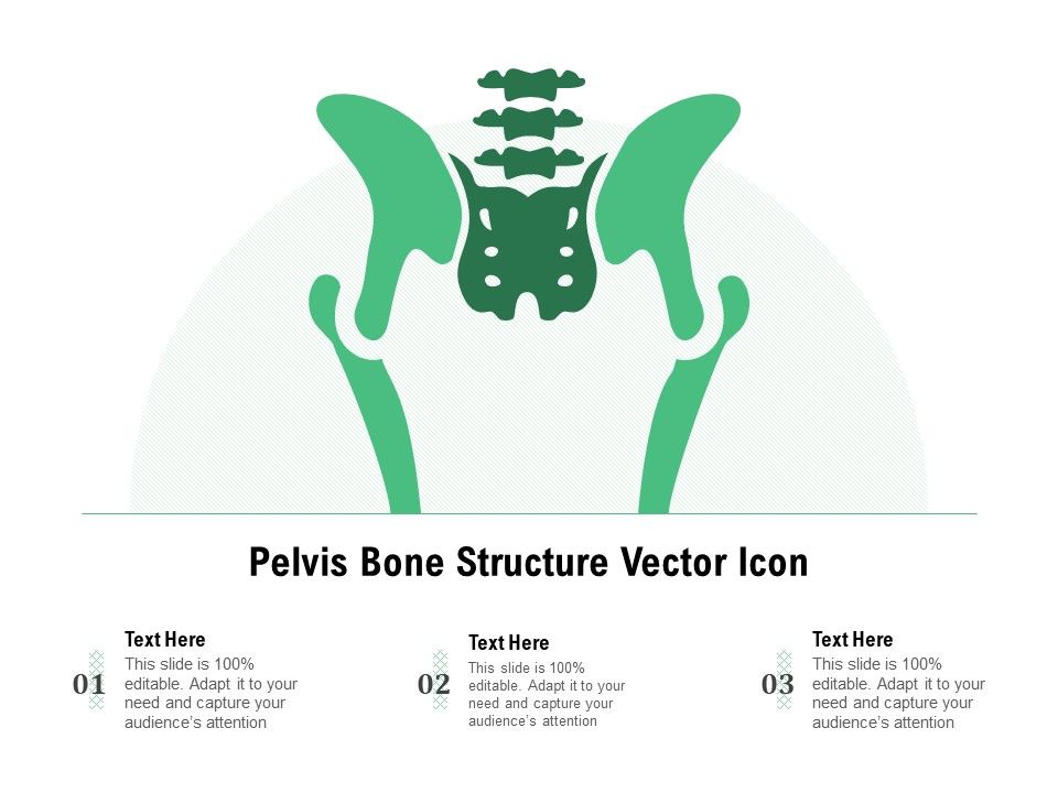 Pelvis_Bone_Structure_Vector_Icon_Ppt_PowerPoint_Presentation_Gallery_Gridlines_PDF_Slide_1.jpg