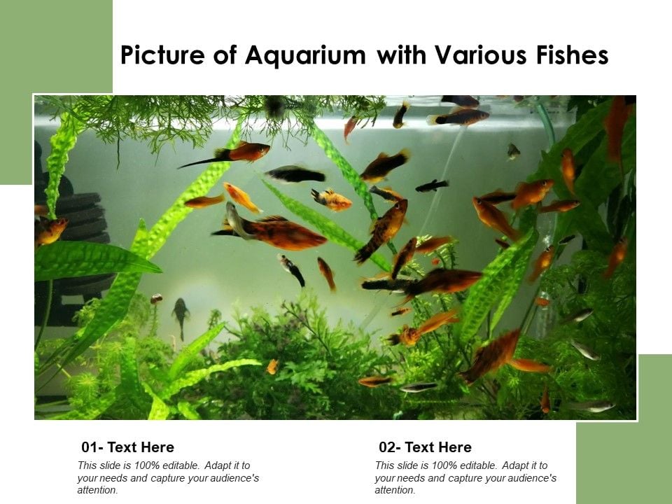 Picture_Of_Aquarium_With_Various_Fishes_Ppt_PowerPoint_Presentation_Icon_Infographic_Template_PDF_Slide_1.jpg