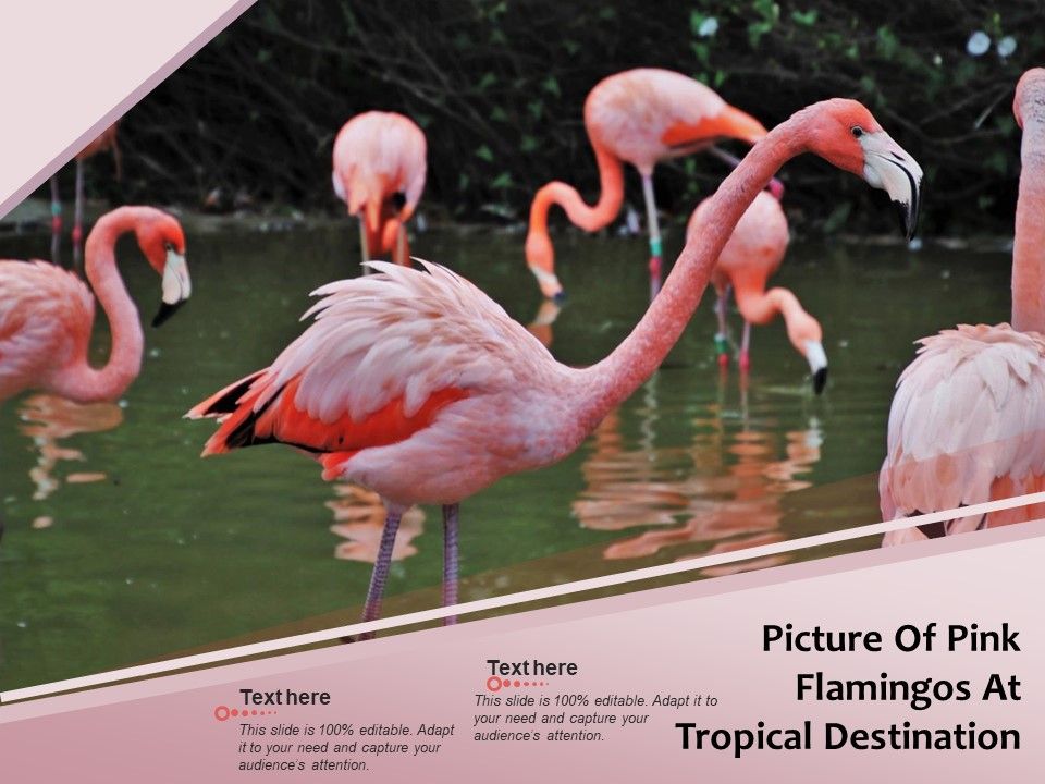 Picture_Of_Pink_Flamingos_At_Tropical_Destination_Ppt_PowerPoint_Presentation_Gallery_Icons_PDF_Slide_1.jpg