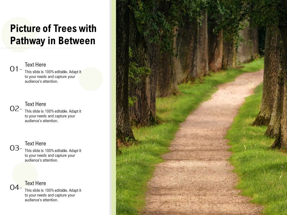 Picture Of Trees With Pathway In Between Ppt PowerPoint Presentation Infogr