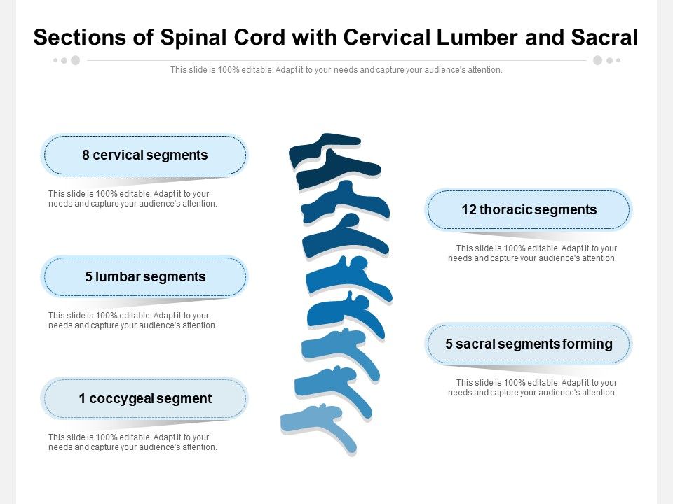 Sections_Of_Spinal_Cord_With_Cervical_Lumber_And_Sacral_Ppt_PowerPoint_Presentation_Icon_Diagrams_PDF_Slide_1.jpg