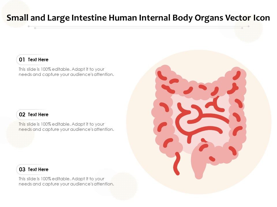 Small_And_Large_Intestine_Human_Internal_Body_Organs_Vector_Icon_Ppt_PowerPoint_Presentation_Styles_Show_PDF_Slide_1.jpg