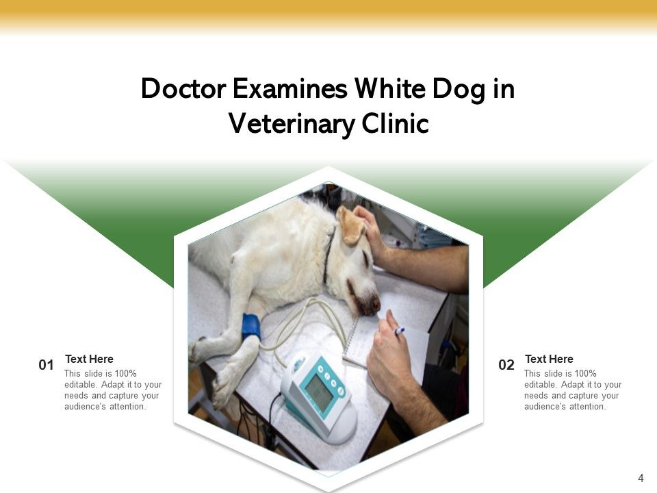 Veterinarian Doctor Examines Ppt PowerPoint Presentation Complete Deck