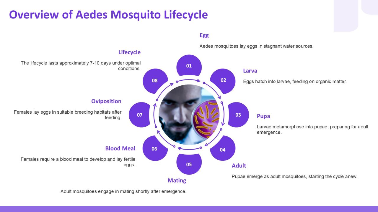 Aedes Egg Development Lifecycle Analysis PPT Slides AT Slide04