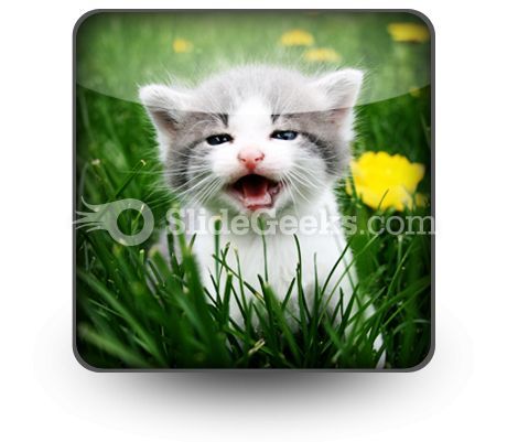baby_cat_powerpoint_icon_s.jpg