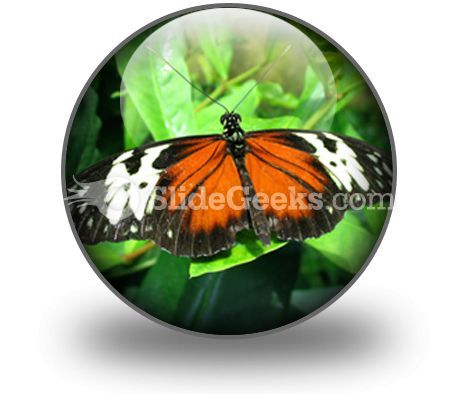 big_butterfly_powerpoint_icon_c.jpg