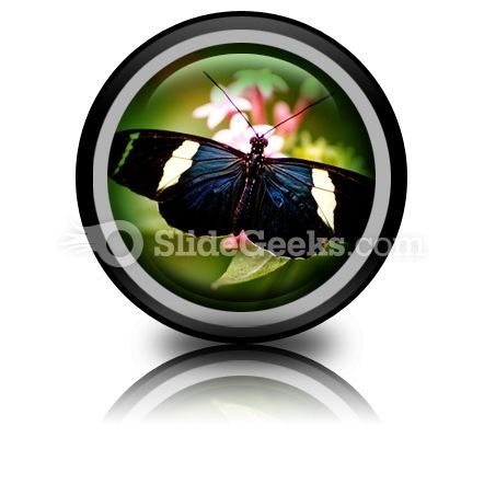 butterfly_icon_cc.jpg