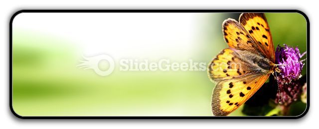 butterfly_powerpoint_icon_r.jpg