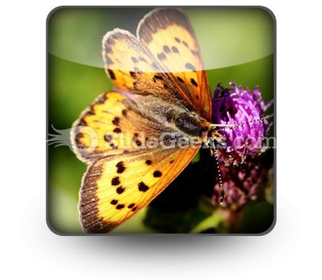 butterfly_powerpoint_icon_s.jpg