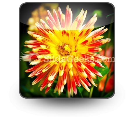 dahlia_beauty_powerpoint_icon_s.jpg