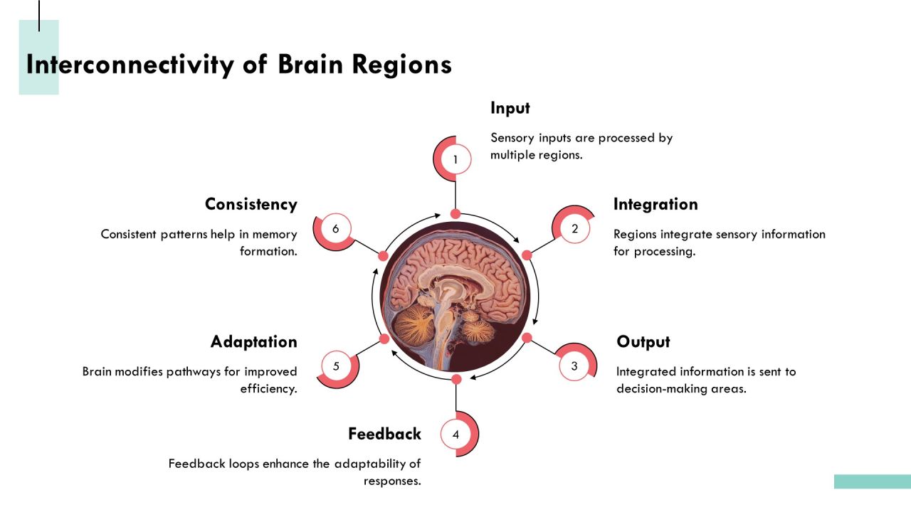 Exploring The Complexities Of Brain Architecture PPT Sample AT Slide08