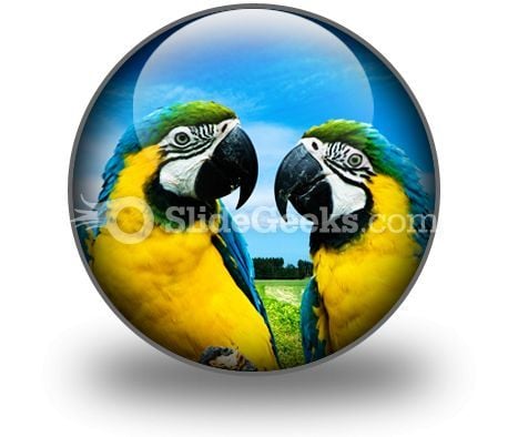 parrots_in_love_powerpoint_icon_c.jpg