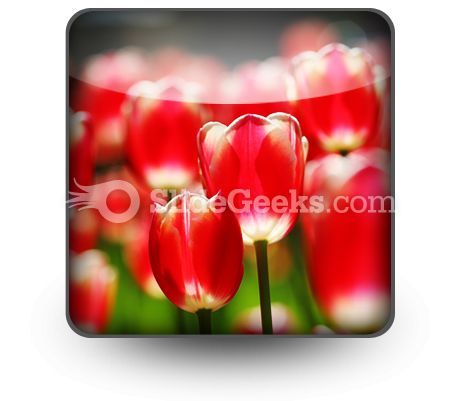 red_tulips_powerpoint_icon_s.jpg