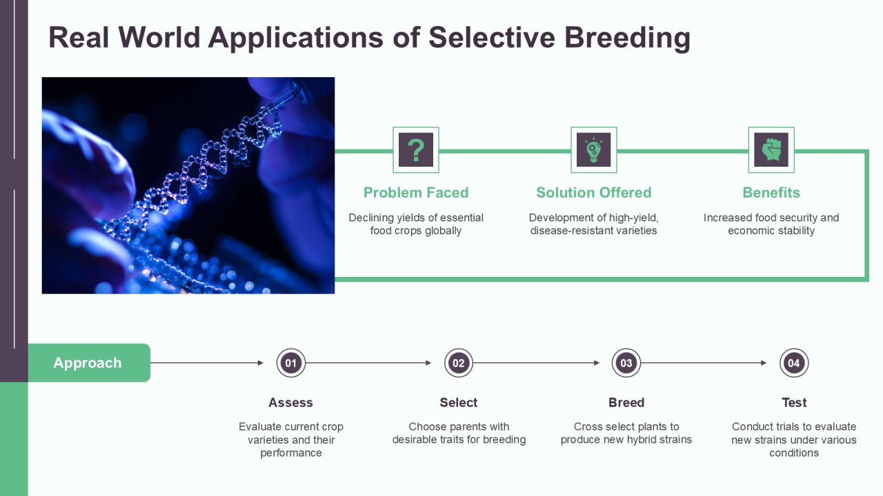 Selective Breeding Genetics Explained PPT Guidelines AT Slide14