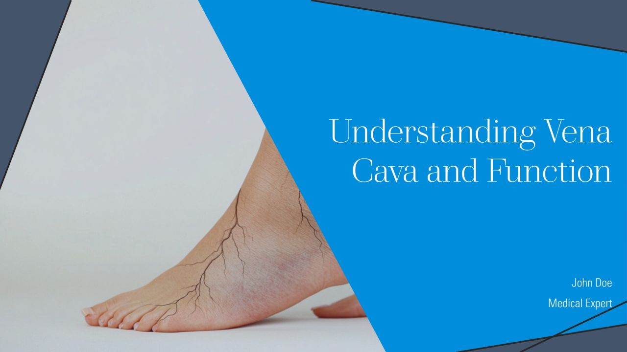 Understanding Vena Cava And Function PPT Example AT