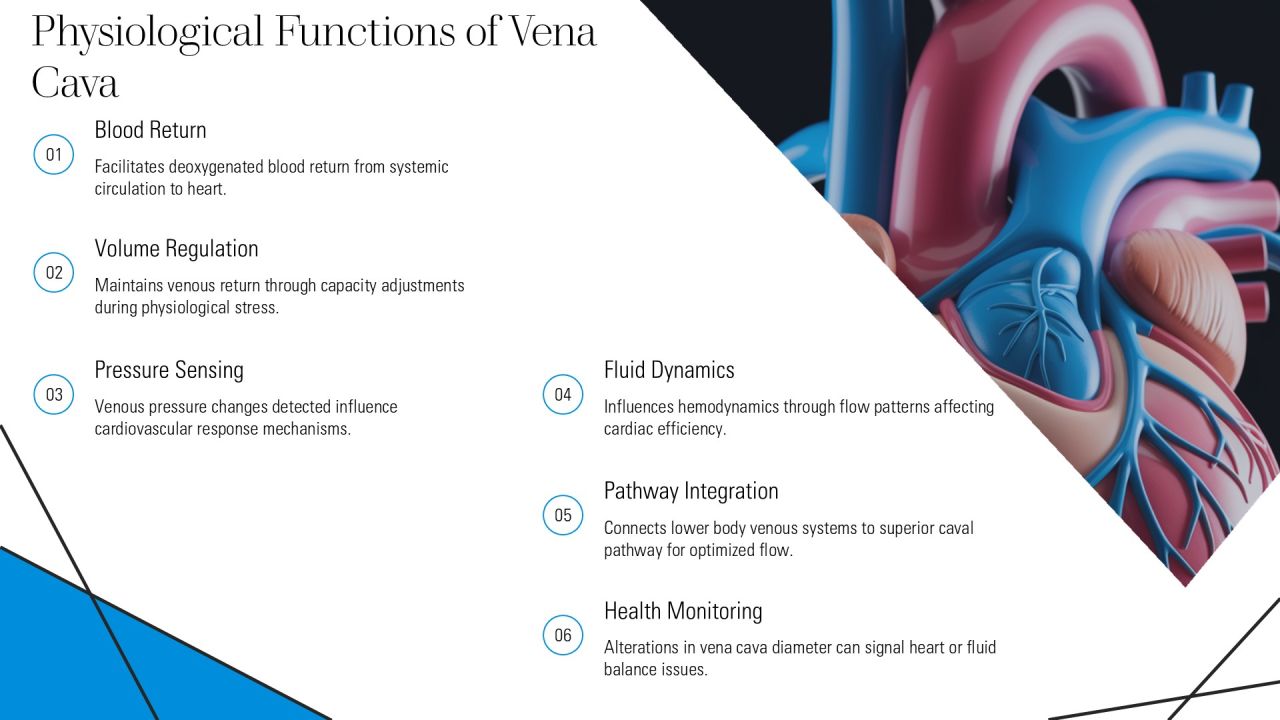 Understanding Vena Cava And Function PPT Example AT Slide06