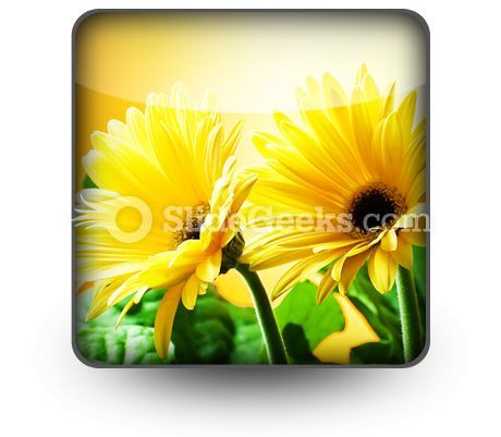yellow_daises_powerpoint_icon_s.jpg