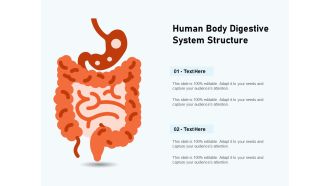 Human Body Digestive System Structure Ppt PowerPoint Presentation Icon Slide PDF