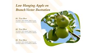 Low Hanging Apple On Branch Vector Ilustration Ppt PowerPoint Presentation File Picture PDF