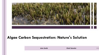 Algae Carbon Sequestration Natures Solution PPT Example AT