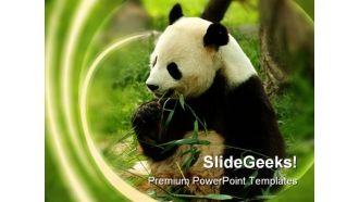 Bear Animals PowerPoint Themes And PowerPoint Slides 0211
