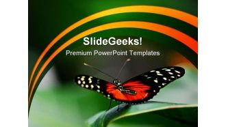 Butterfly Ready Animals PowerPoint Templates And PowerPoint Backgrounds 0211
