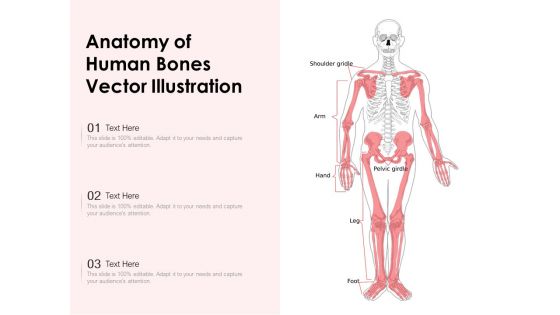 Anatomy Of Human Bones Vector Illustration Ppt PowerPoint Presentation File Portfolio PDF