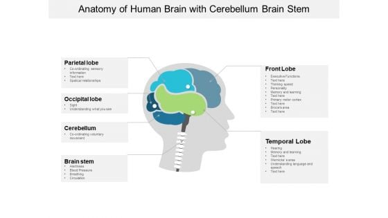 Anatomy Of Human Brain With Cerebellum Brain Stem Ppt Powerpoint Presentation Infographic Template Ideas