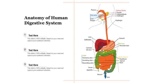 Anatomy Of Human Digestive System Ppt PowerPoint Presentation Summary Maker PDF