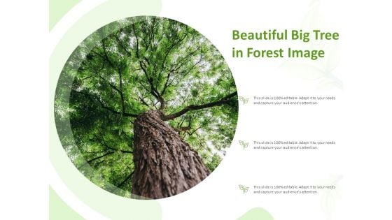 Beautiful Big Tree In Forest Image Ppt Model Infographics PDF