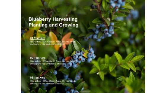 Blueberry Harvesting Planting And Growing Ppt Powerpoint Presentation Styles Example File