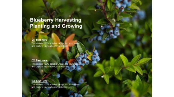 Blueberry Harvesting Planting And Growing Ppt Powerpoint Presentation Styles Example File Blueberry Harvesting Planting And Growing Ppt Powerpoint Presentation Styles Example File