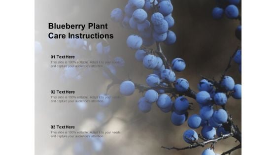 Blueberry Plant Care Instructions Ppt Powerpoint Presentation Ideas Demonstration