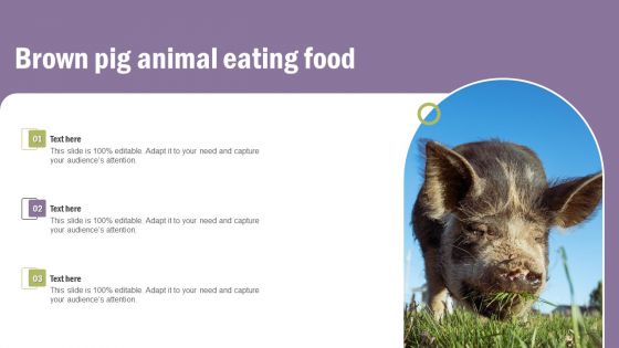 Brown Pig Animal Eating Food Information PDF