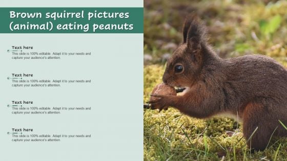 Brown Squirrel Pictures Animal Eating Peanuts Ppt Icon Rules PDF