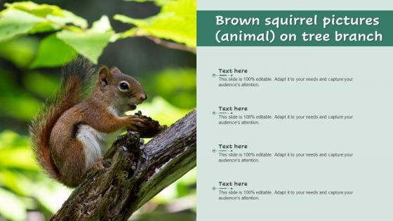 Brown Squirrel Pictures Animal On Tree Branch Ppt Infographics Designs PDF