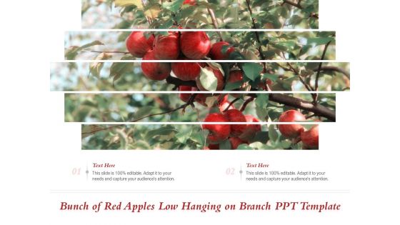 Bunch Of Red Apples Low Hanging On Branch PPT Template Ppt PowerPoint Presentation File Background Designs PDF