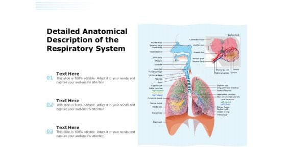 Detailed Anatomical Description Of The Respiratory System Ppt PowerPoint Presentation File Example File PDF