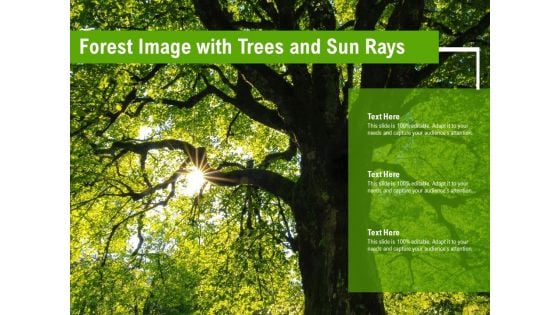 Forest Image With Trees And Sun Rays Ppt Pictures Graphics PDF