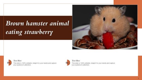 Hamster Picture Animal Ppt PowerPoint Presentation Complete Deck With Slides Slide03
