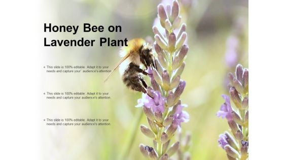 Honey Bee On Lavender Plant Ppt PowerPoint Presentation Portfolio Images